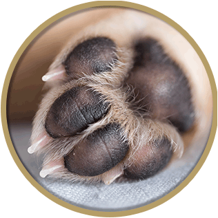  Dog grooming Nail Clipping & Feet Trim
